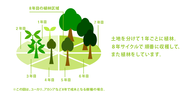 土地を分けて1年ごとに植林。8年サイクルで順番に収穫して、また植林をしています。